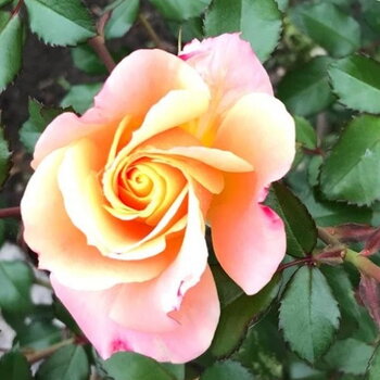 Lachsfarben